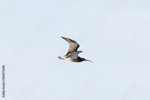 Fotografi Eurasian Curlew (Numenius arquata) - Found in wetlands and mudflat -  spotted at Bull Island, Dublin