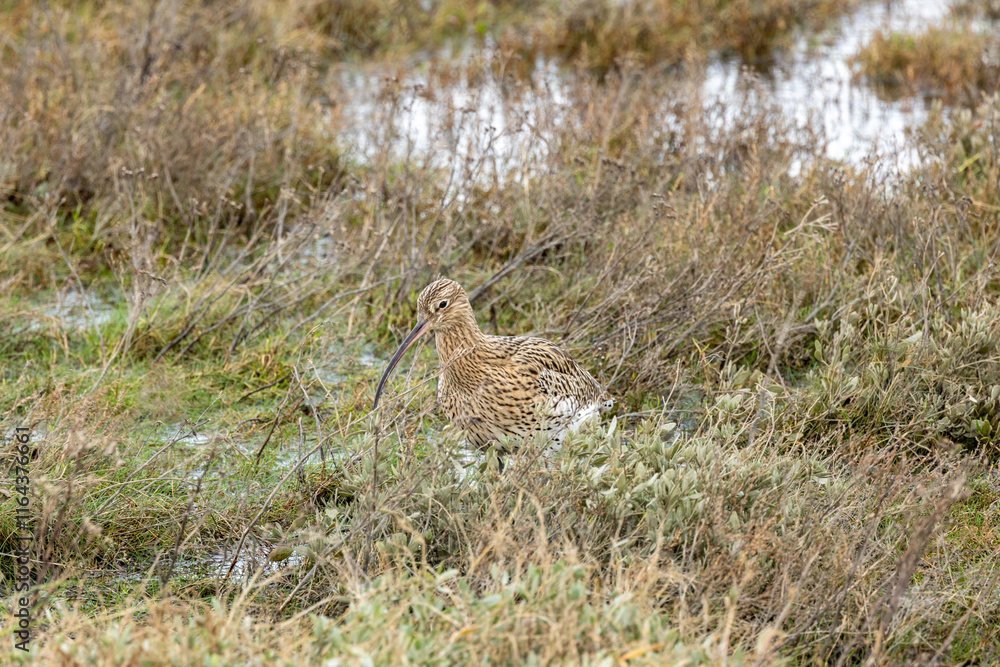 Eurasian Curlew (Numenius arquata) - Found in wetlands and mudflat - spotted at Bull Island, Dublin. Eurasian Curlew (Numenius arquata) - Found in wetlands and mudflat - spotted at Bull Island, Dublin.