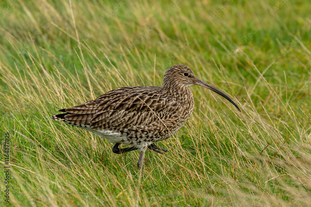 Eurasian Curlew (Numenius arquata) - Found in wetlands and mudflat - spotted at Bull Island, Dublin. Eurasian Curlew (Numenius arquata) - Found in wetlands and mudflat - spotted at Bull Island, Dublin.