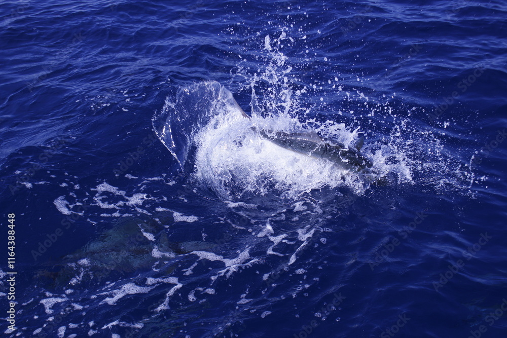 Fototapeta premium Amberjack Crushing Bait on the Surface