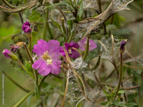 Pink great hairy willowherb wildflower, closeuup, selective focus on a green bokeh background - Epilobium hirsutum  photo