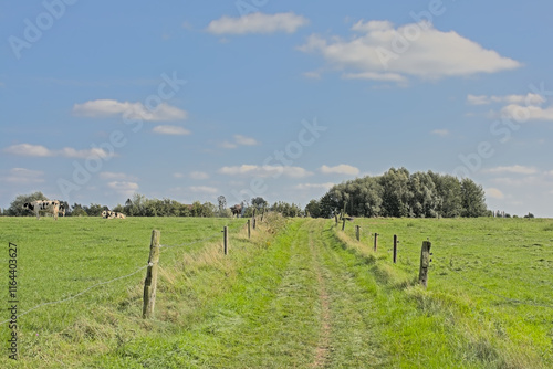 Wallpaper Mural grass road through a summer landscape with fenced meadows and willow trees and shrubs under a cloudy sky iin the flemish countryside Torontodigital.ca