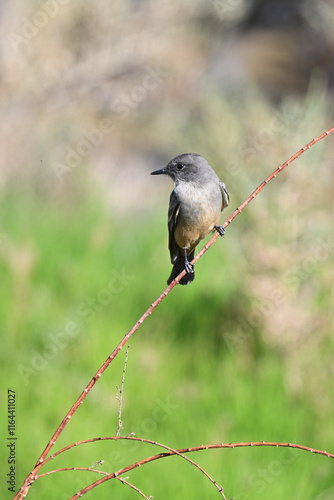 Ash-throated Flycatcher