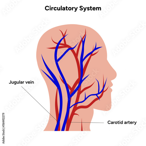 Circulatory human system head body medical diagram anatomy