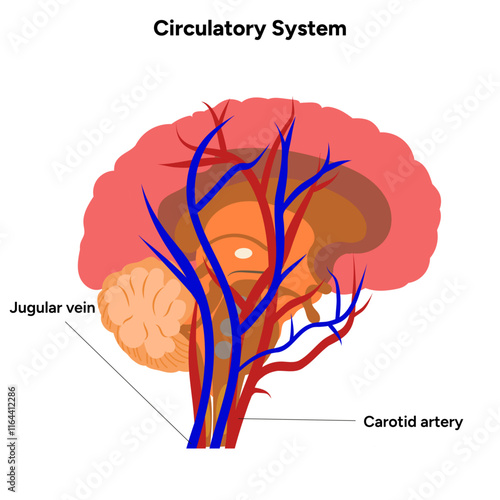 Circulatory human system head medical diagram anatomy