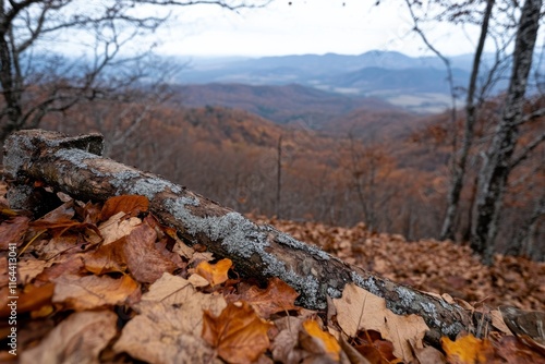 Wallpaper Mural A picturesque view from a rocky ledge captures the vibrant hues of autumn foliage blanketing the valley below, showcasing nature's beauty and seasonal transition. Torontodigital.ca