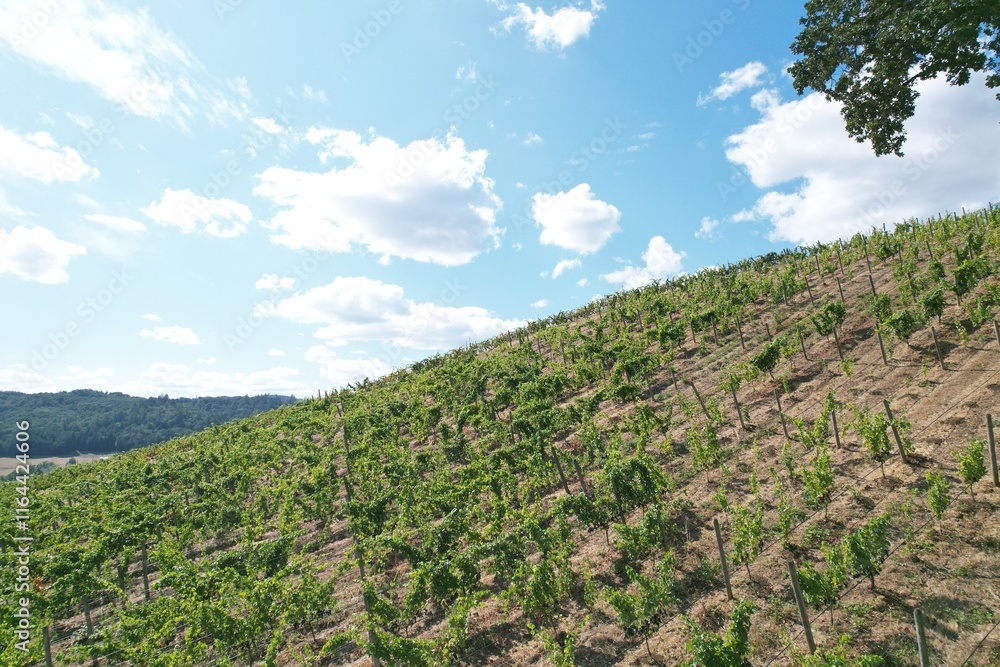 Fototapeta premium default