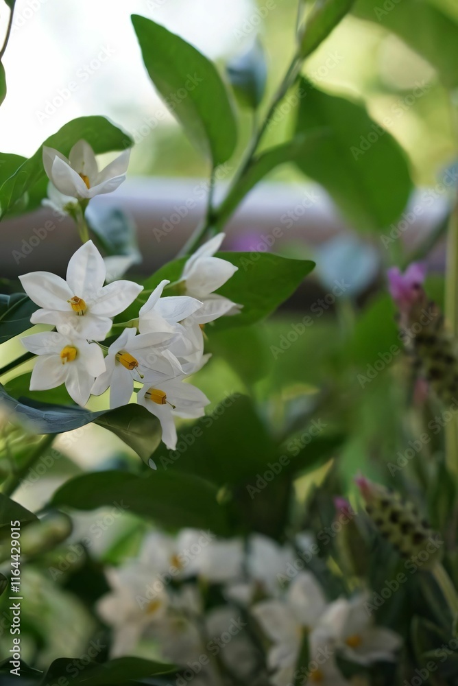 White flowers with lush green leaves in a garden. White flowers with lush green leaves in a garden.