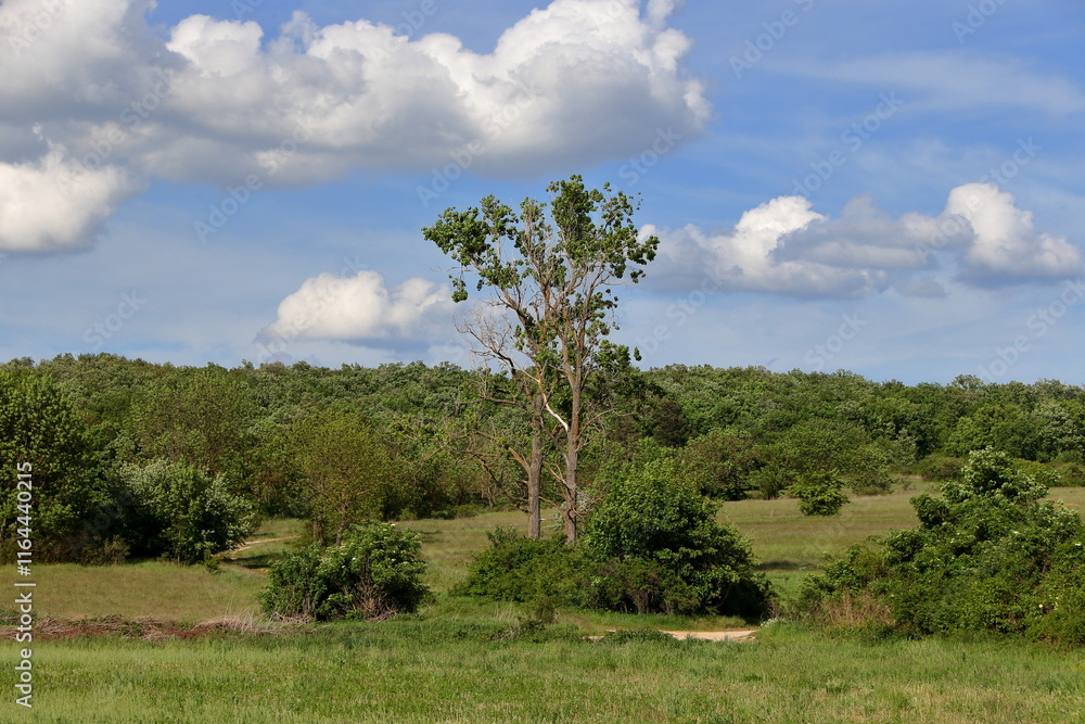 Fototapeta premium The lonely tree.