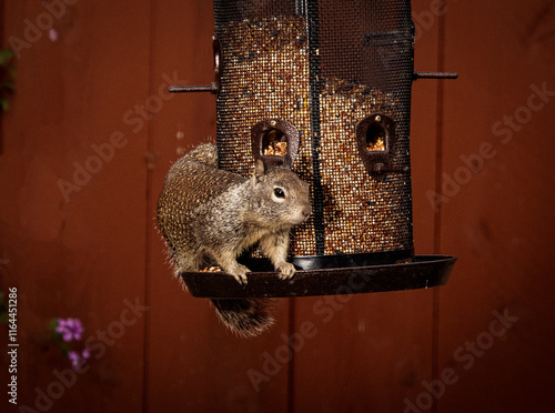 A squirrel on the side of a bird feeder photo