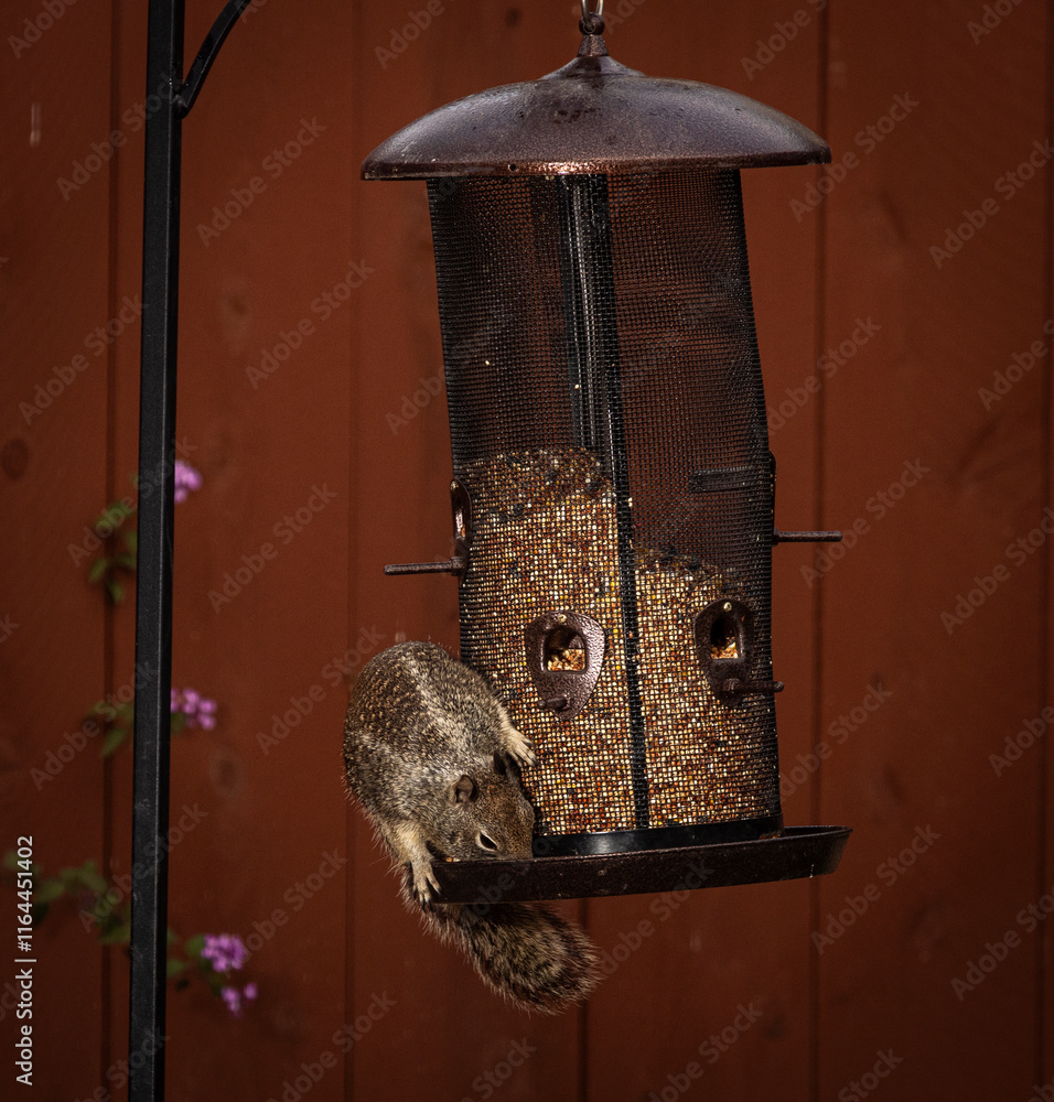 Naklejka premium A squirrel on the side of a bird feeder