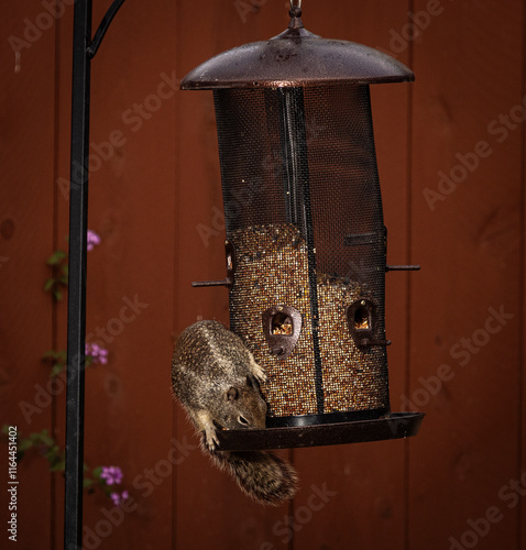 A squirrel on the side of a bird feeder photo