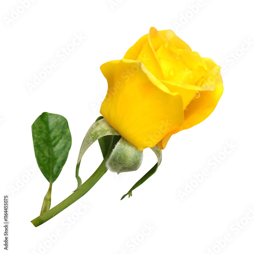 Wallpaper Mural single yellow rose flower Torontodigital.ca