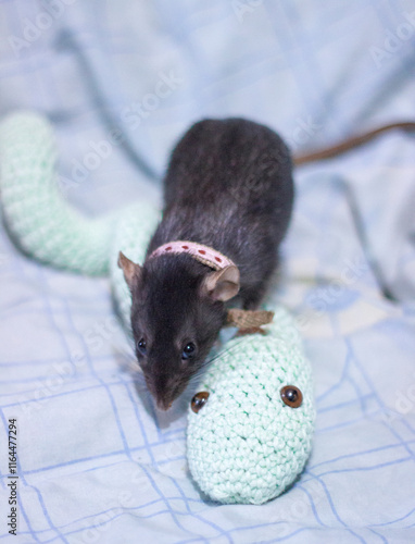 A funny rat with a collar plays with a knitted snake photo