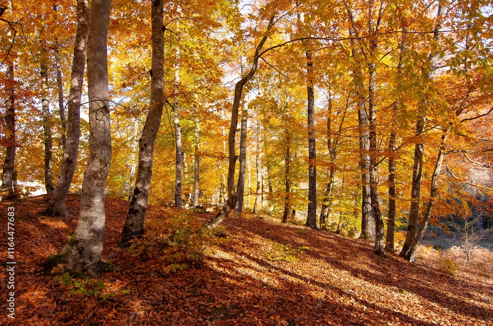 rural areas and landscapes. Autumn season and photos of trees and forests with yellowed leaves. rural areas and landscapes. Autumn season and photos of trees and forests with yellowed leaves.