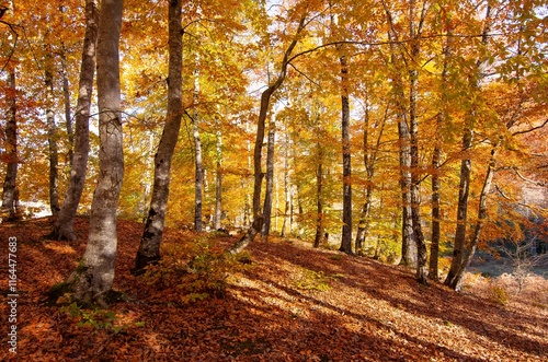 rural areas and landscapes. Autumn season and photos of trees and forests with yellowed leaves.