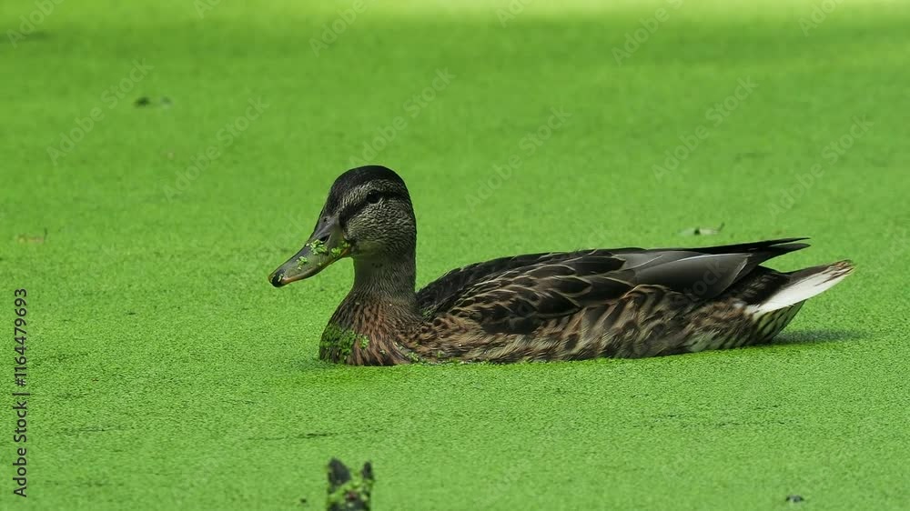 Duck in green water covered with algae on a sunny day in a quiet park setting. Duck in green water covered with algae on a sunny day in a quiet park setting.