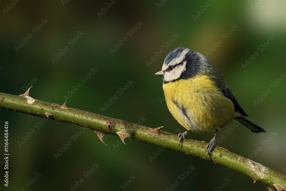 Blue tit on thorny branch