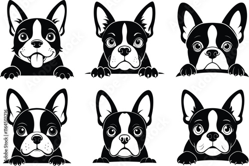 Boston Terrier dog face peeking over front paws vector illustration design photo