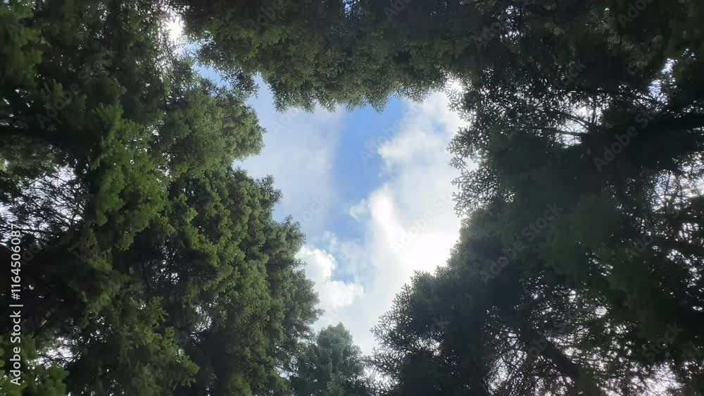sky visible through trees shot from below sky visible through trees shot from below