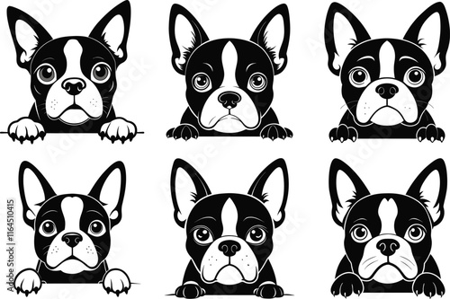 Boston Terrier dog face peeking over front paws vector illustration design