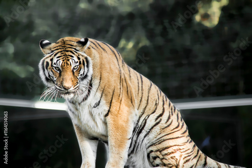 Un beau tigre au regard perçant. photo