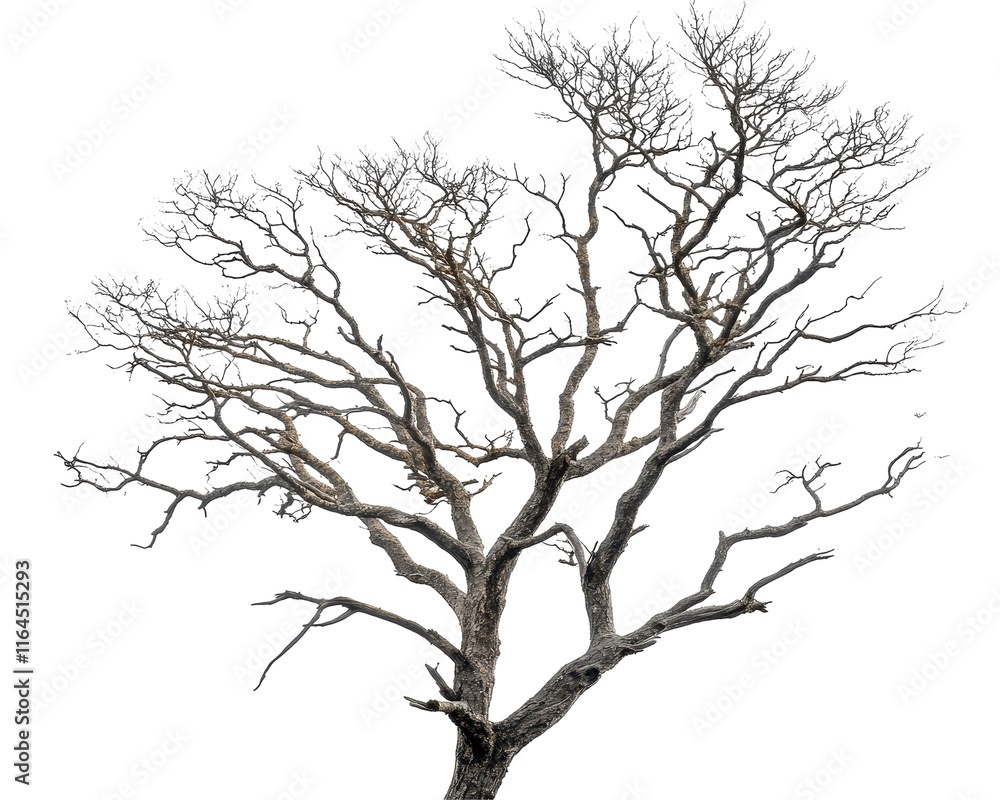 Isolated Dead Tree with Sparse and Dry Branches Isolated Dead Tree with Sparse and Dry Branches