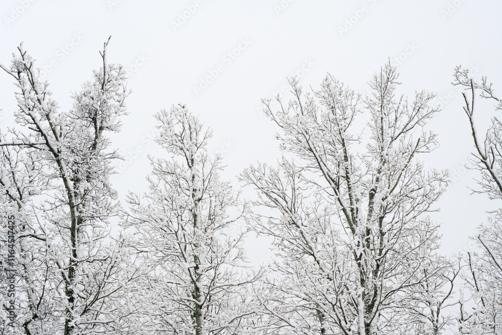 Snow-covered bare trees against cloudy sky. A serene winter scene featuring bare trees covered in snow, set against a pale cloudy sky in a quiet forest. Igenada national Park 2024
Snow-covered bare trees against cloudy sky. A serene winter scene featuring bare trees covered in snow, set against a pale cloudy sky in a quiet forest. Igenada national Park 2024
