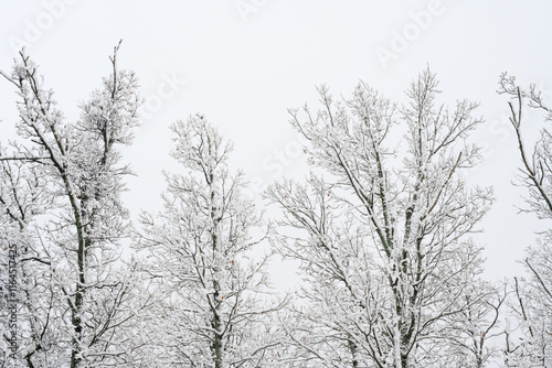 Snow-covered bare trees against cloudy sky. A serene winter scene featuring bare trees covered in snow, set against a pale cloudy sky in a quiet forest. Igenada national Park 2024