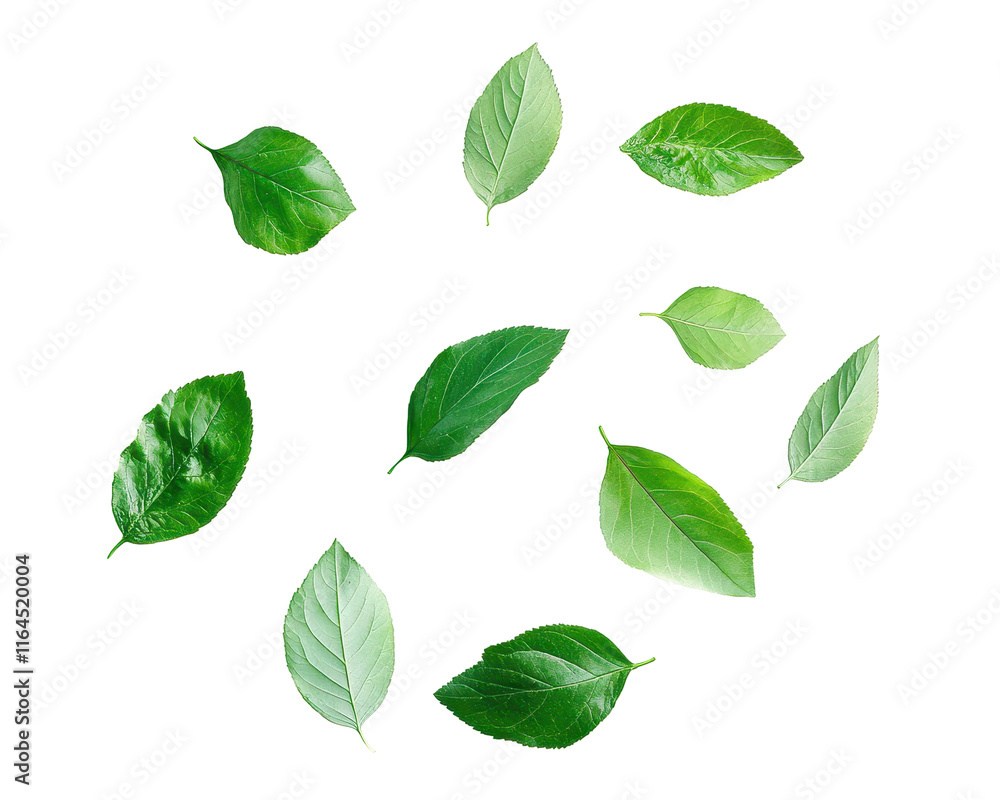 Isolated Green Leaves Arranged in Circle Isolated Green Leaves Arranged in Circle