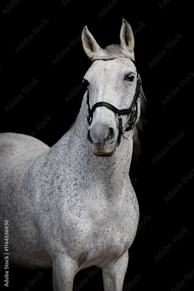 Obraz premium white horse portrait