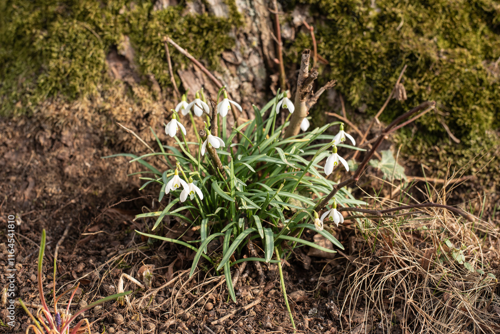 a group of white snowdrops in a garden