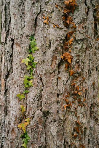 bark of a tree with leaves of different tones