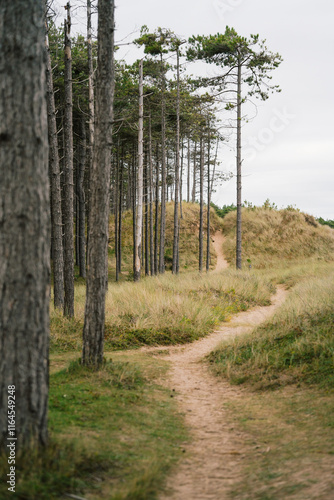 Path in the forest of Newborough beach in Anglesey