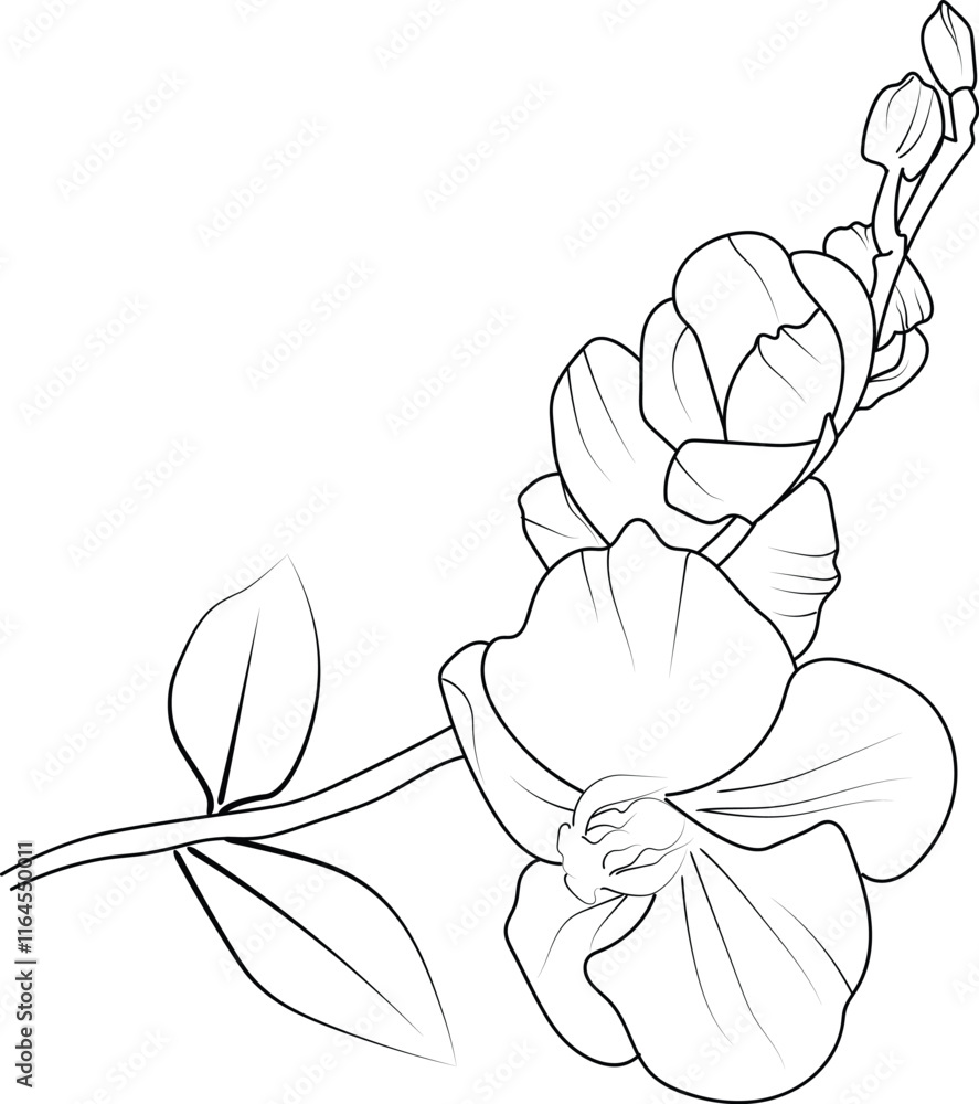 Fototapeta premium drawing, pencil orchid flower drawing coloring pages, free printable flower coloring pages, orchid flower vector art
