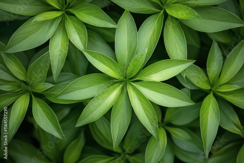Lush green leaves arranged beautifully in a natural pattern highlighting natu...