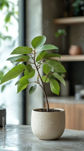Indoor plant in a decorative pot on a table with modern decor in a well-lit l...