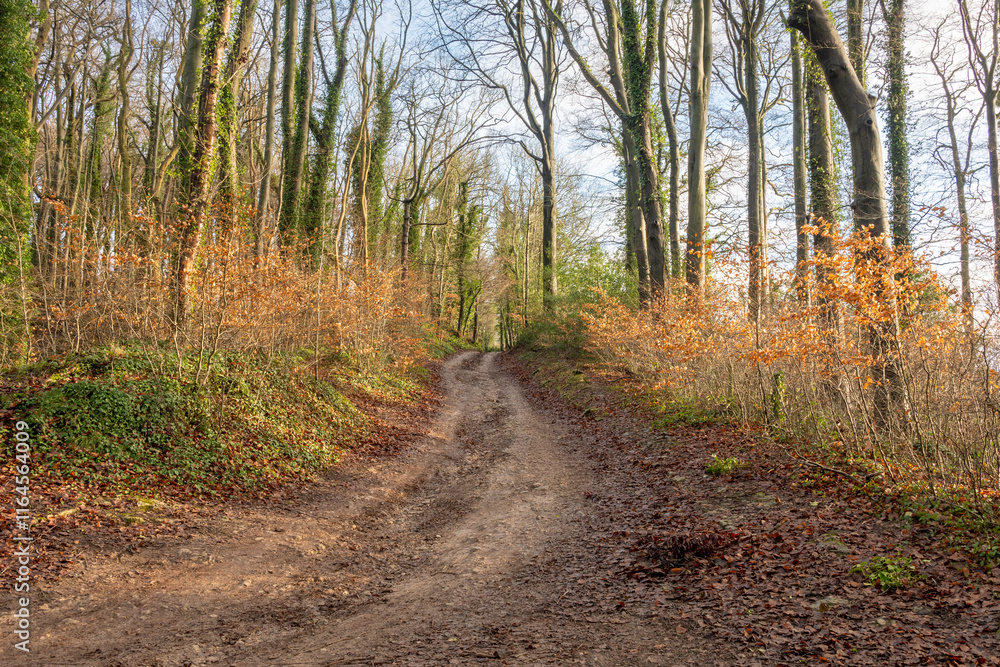 Fototapeta premium path in the woods