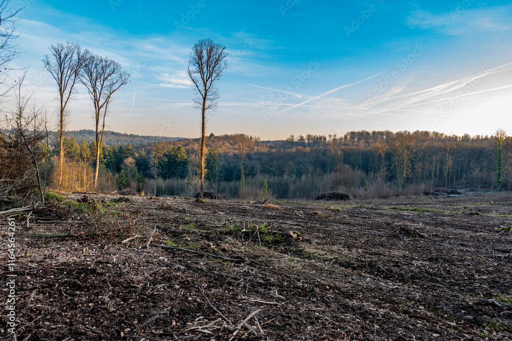 Obraz premium Abholzung im Mischwald