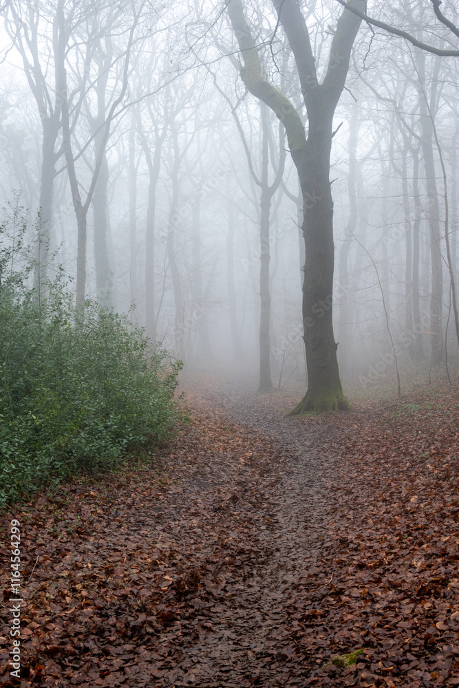 Obraz premium path in the fog