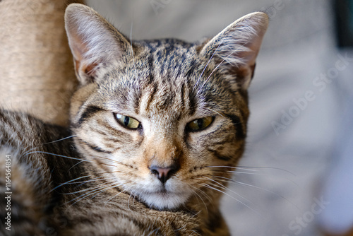 Portrait d'un chat de type européen photo