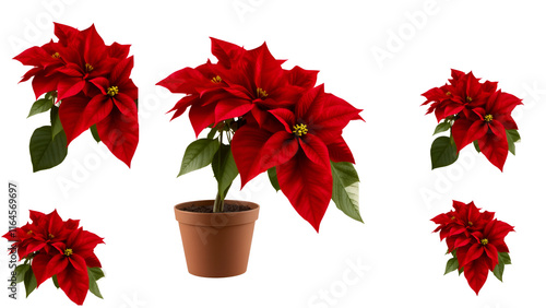 A vibrant red poinsettia plant in full bloom, displayed in a brown ceramic pot. Png die cut, isolated on white background. photo