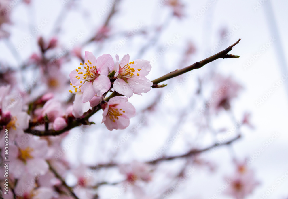 Close-up sakura tree branch with pink cherry blossoms with rain droplets on white background. Close-up sakura tree branch with pink cherry blossoms with rain droplets on white background.
