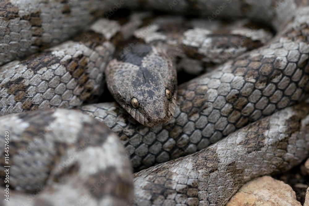 A detail shot of European Cat snake (Telescopus fallax) or Soosan Snake, on the island of Malta. A detail shot of European Cat snake (Telescopus fallax) or Soosan Snake, on the island of Malta.