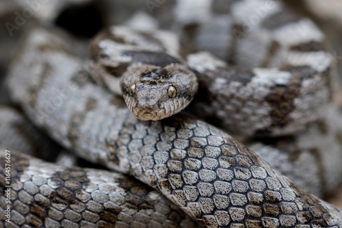 A detail shot of European Cat snake (Telescopus fallax) or Soosan Snake, on the island of Malta. photo