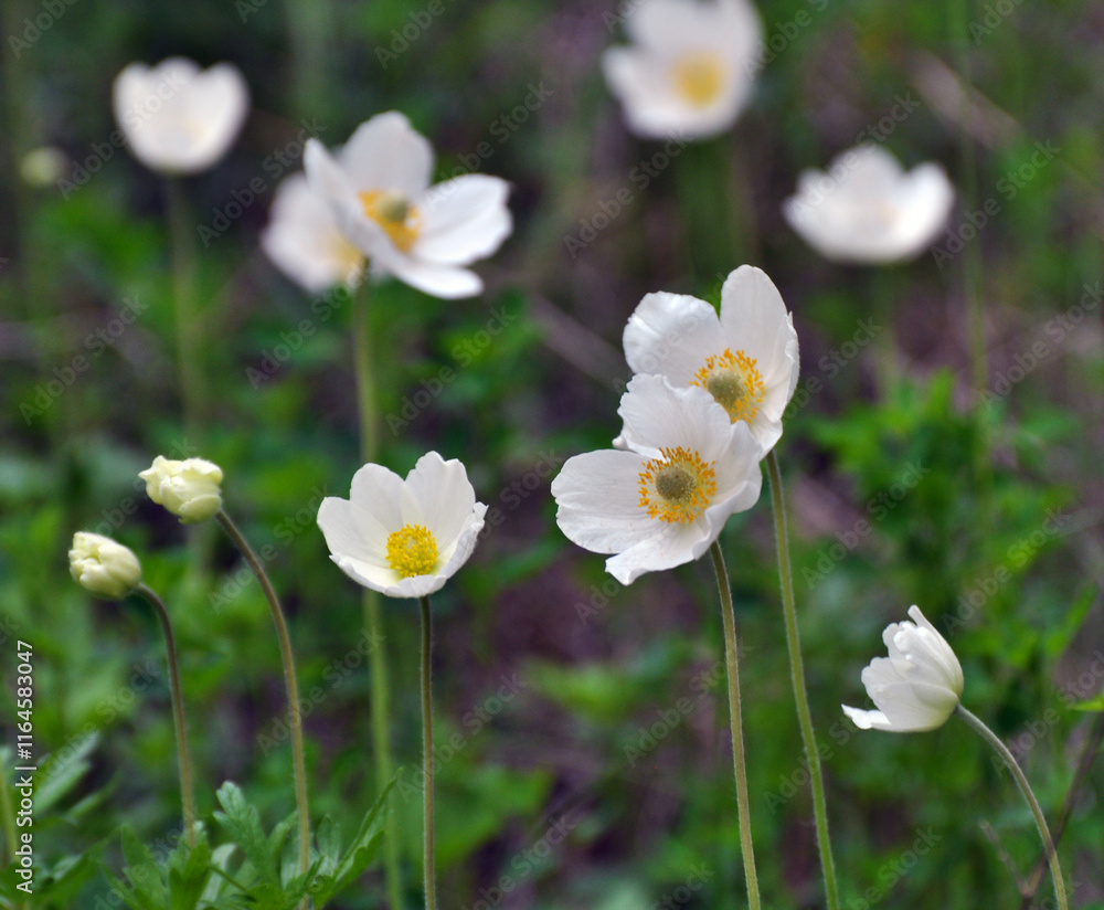 In the wild, Anemone sylvestris blooms in the forest In the wild, Anemone sylvestris blooms in the forest