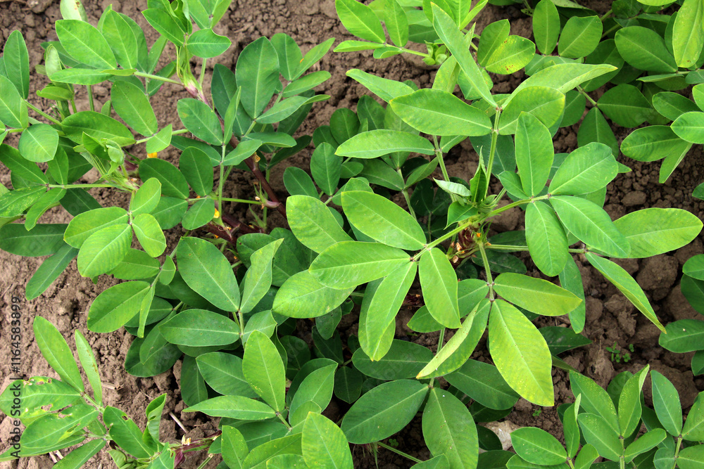 Cultivated peanut (Arachis hypogaea) grows in open ground Cultivated peanut (Arachis hypogaea) grows in open ground