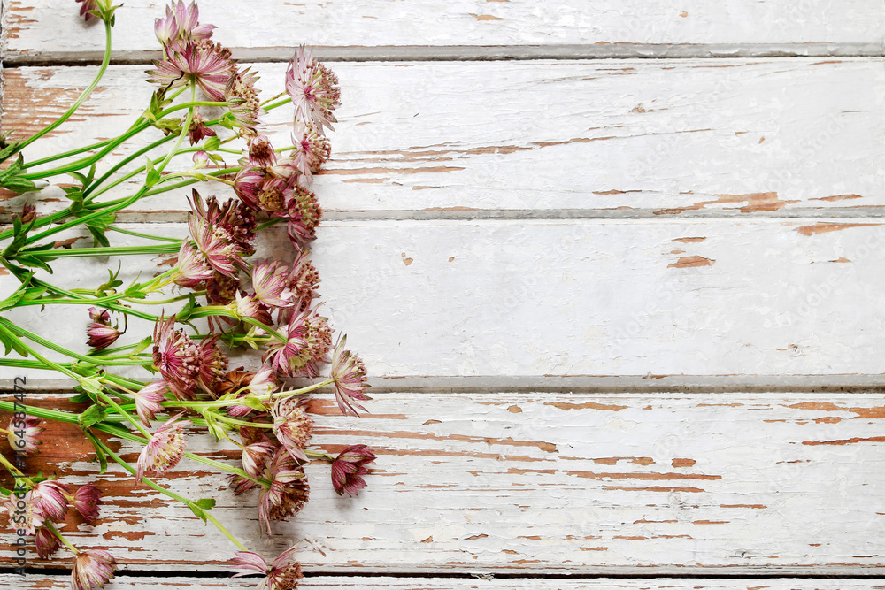 Flower background with astrantia on white wooden table, copy space.