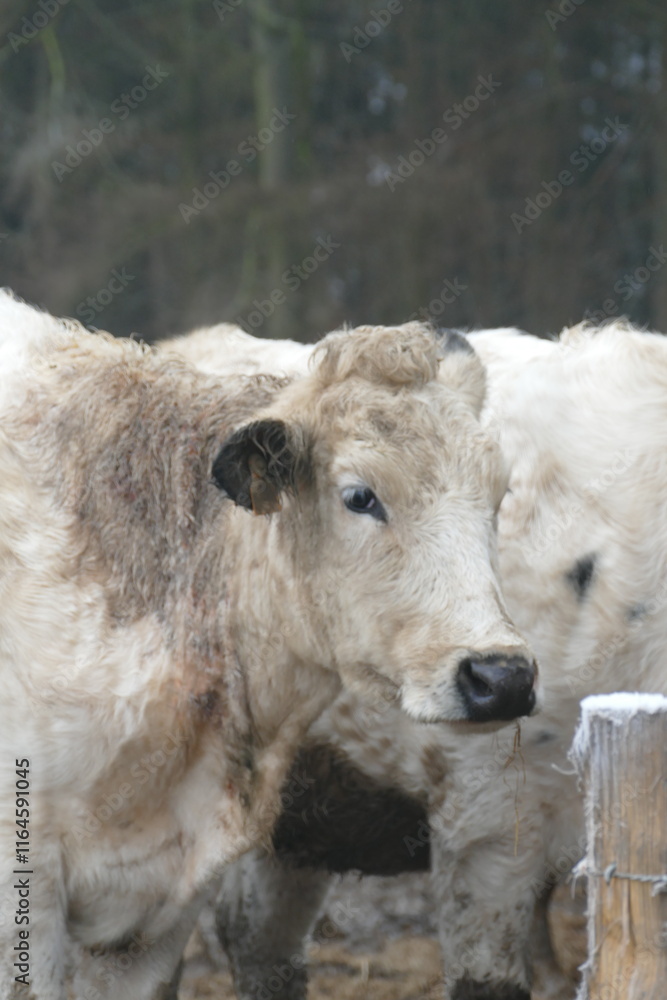 White cows in a white landscape White cows in a white landscape