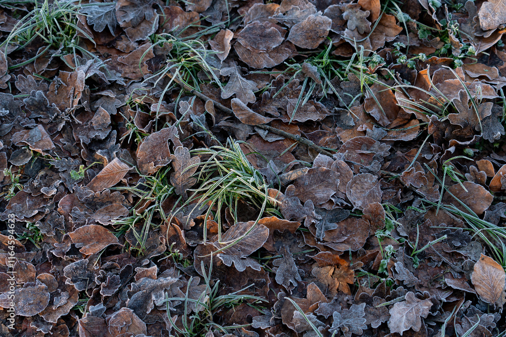 Frost-covered leaves and grass in a chilly morning landscape Frost-covered leaves and grass in a chilly morning landscape